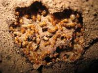 Termite Treatment Sydney image 3